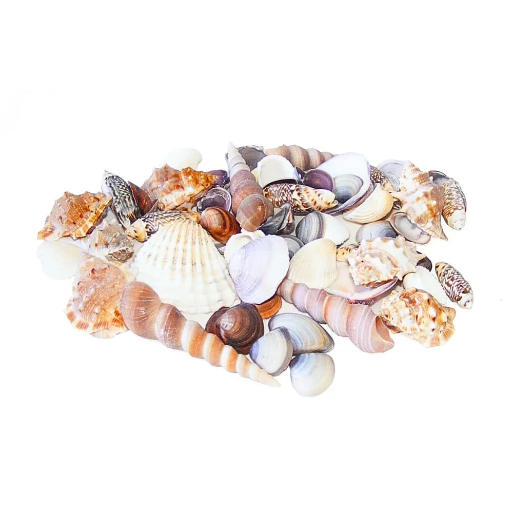 Pachet de scoici mixte 900 g — miniatură